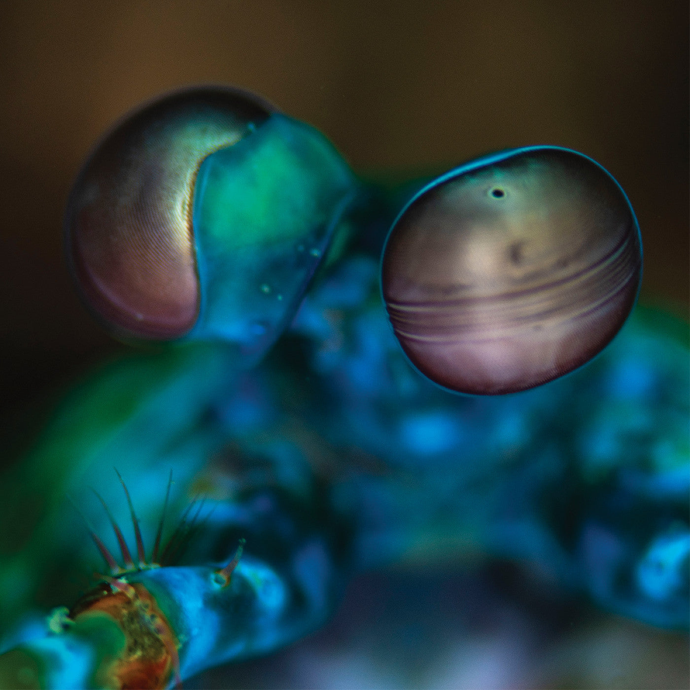 Amasia: Anamibia Sessions 2 (Crystal Clear Vinyl)